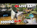 Netting CREATURES & FEEDING Them To My EXOTIC FISH!! Pt.2