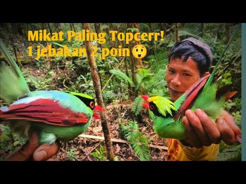 Mikat Burung ekek keling Paling Mantap dan Josss❗#jombapetualang