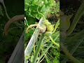 Вот такой лук ,вместо семян плоды!!!