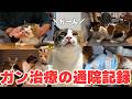 【闘病記録】愛猫のガンが寛解するまで、通院と闘病の記録をまとめました。