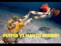 Puffer Fish vs Mantis Shrimp: Puffer Fish EXPLODES Underwater after ATTACK from Mantis Shrimp HD