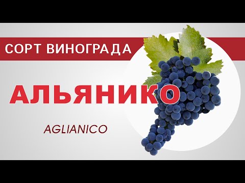 Сорт винограда Альянико