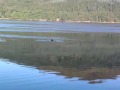 Loch Long Whale close up