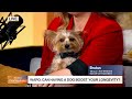 School Buses, Tipping, Dog Companions | BTW: Headlines You Should See
