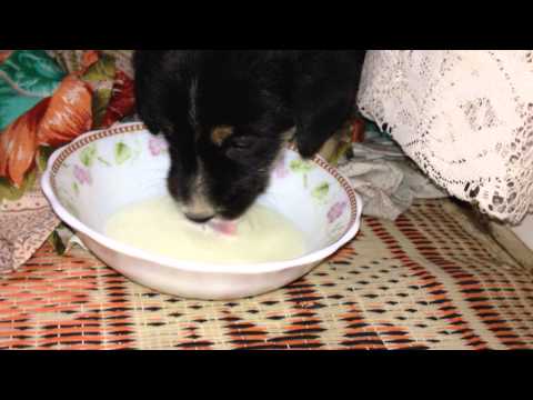 My baby dog drinking milk