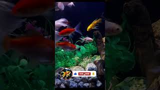 Aquarium Ambience 4K 🌊 | Relaxing Screensaver #4kscreensaver  #aquariumfish  #fish