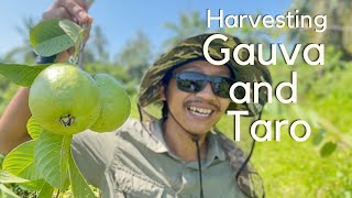 Harvesting Guava and taro Project MARS ,food forest 1 year age