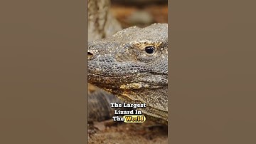 Komodo Dragon — The Last Living Dragon on Earth! #facts #animals