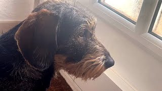 No Goodbye: Dachshund Teddy’s Longest Day ❤️