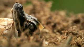 Alligator Hatching 02 - Time Lapse - Birth of Dangerous Animals