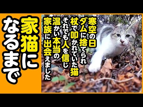 【感動】山の中に捨てられ、ケガを負っていた猫...人を信じ、幸せな家猫になるまでの2ヵ月間【まとめ】