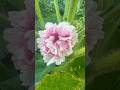#hollyhock has #medicinal benefits #mrsholistic #naturopathy #flowers