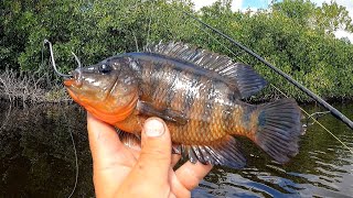 Fishing Live Baits In Search Of A Big One!! (Everglades Pt 3)
