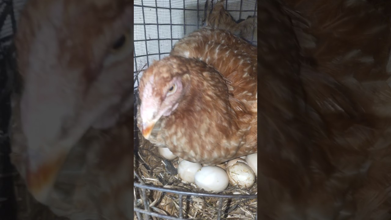 Hen🐓🥚🐣 🐥🔥inqubating the egg 