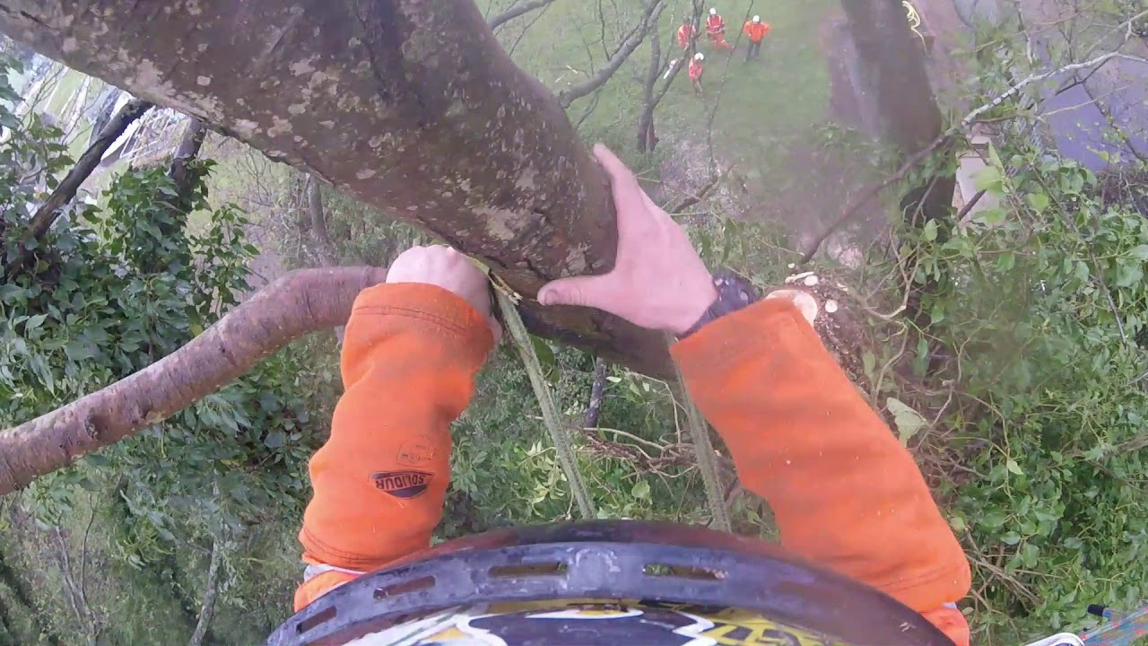 Arborist T&R Trees removing a hung up Alder - YouTube