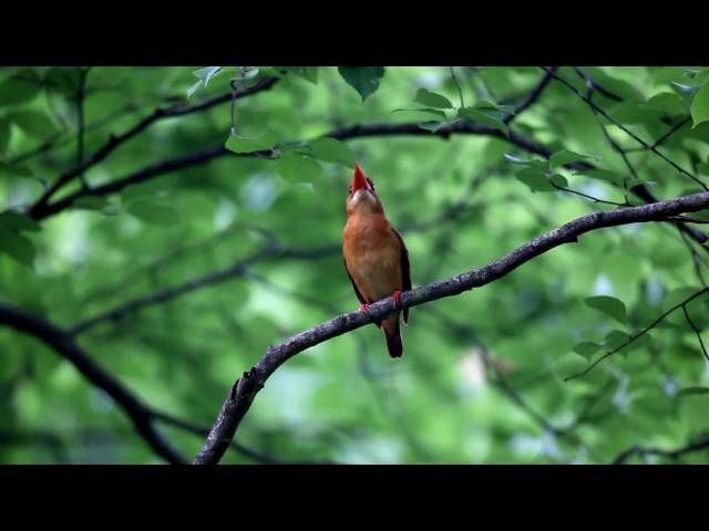 アカショウビンのさえずり