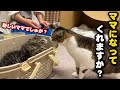 お寺に捨てられた子猫を新しいママ猫に託したら