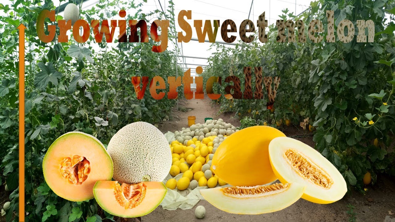 Important Tips for Growing Sweet melon in the Greenhouse Growing