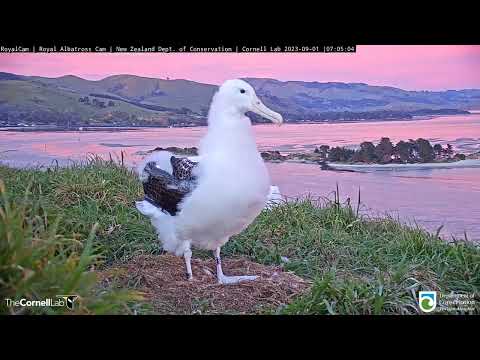 Royal Albatross Chick Greets The Day Under A Pink Sunrise | DOC | Cornell Lab