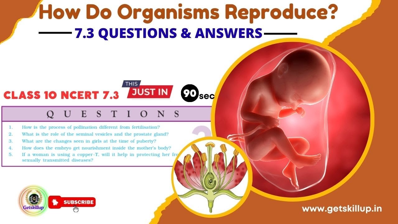 Procreation Explained NCERT Class 10 Science | Chapter 7.3 | Human Reproduction Explained ...