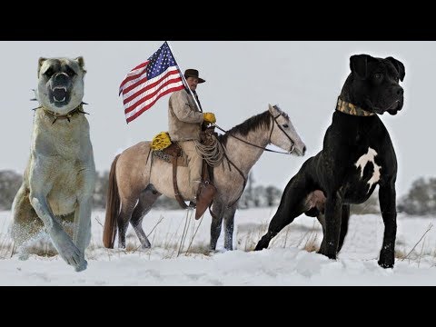 Video: Cinci rase americane de câini