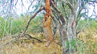 Leopard's Gym Workout: Pull-Ups With A Buck