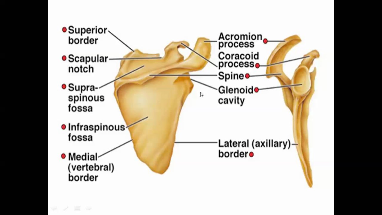 lecture 2 bones of the upper limb - YouTube