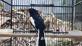 CEPAT BONGKAR ISIAN! kacer mudah panas dengar kicau KACER ISIAN BURUNG KECIL