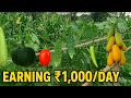 Backyard Organic Farm Earning ₹1,000/Day | Grow Lauki, Karela, Tamatar & More!