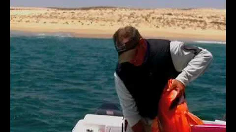 Baja Fly Fishing for Snappers  Baja Anglers, Cabo ...
