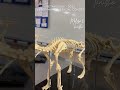 Bones Come to Life: Kids Fascinated by Animal Skeletons! #shorts #like