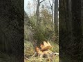 2 Meter Durchmesser 😟folgt für mehr [unbezahlte Werbung ] #chainsawman #forestry #treecutting #saw