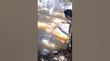 WOW‼️MELEPAS RIBUAN IKAN CUPANG KE SUNGAI‼️ #shorts