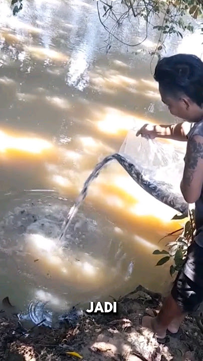 WOW‼️MELEPAS RIBUAN IKAN CUPANG KE SUNGAI‼️ #shorts