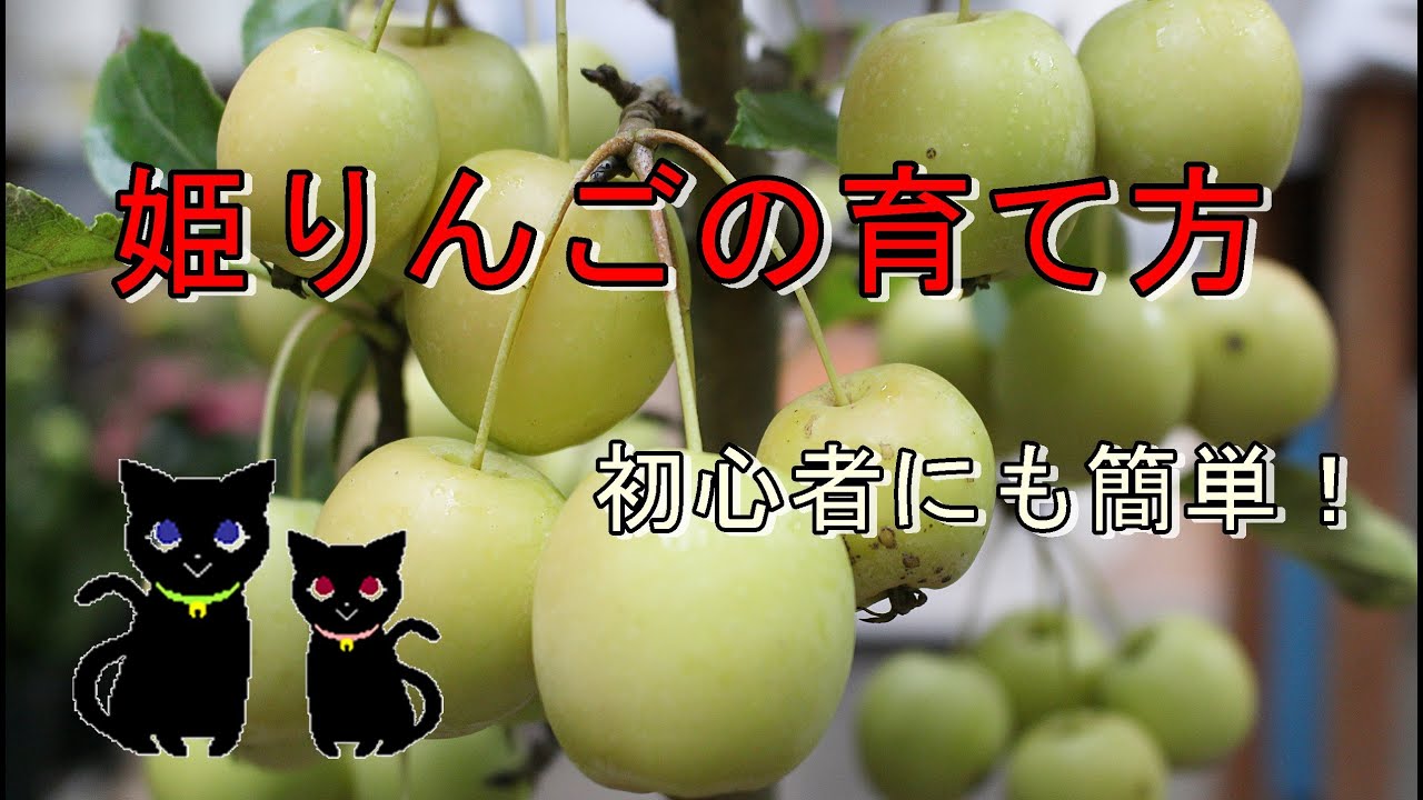 姫リンゴの育て方