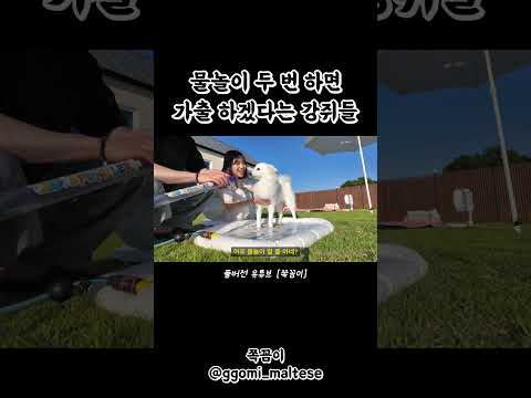 물 좀 뿌렸다고 집 나가겠다는 강아지들 thumbnail