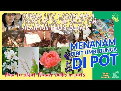 Video: Apakah agapanthus berbunga setiap tahun?