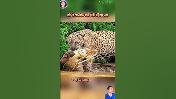 báo đốm với kỹ năng săn bắt cá sấu thật tuyệt vời #thegioidongvat #shortvideo #shosrts