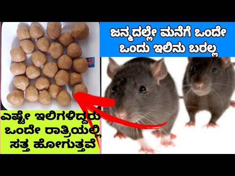 ಇಲಿಗಳನ್ನು ಓಡಿಸಲು ಅತ್ಯಂತ ಸುಲಭವಾದ ವಿಧಾನ /Get Rid of Rats