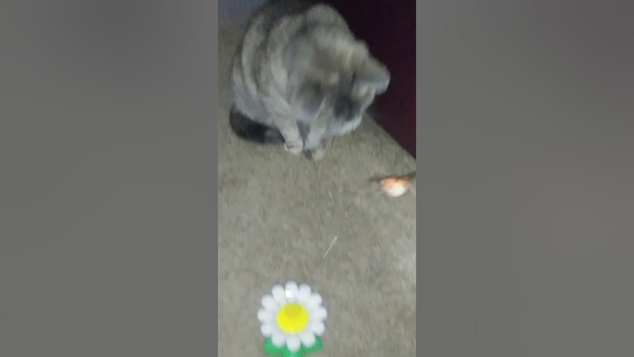 Tetherball for Cats! YouTube