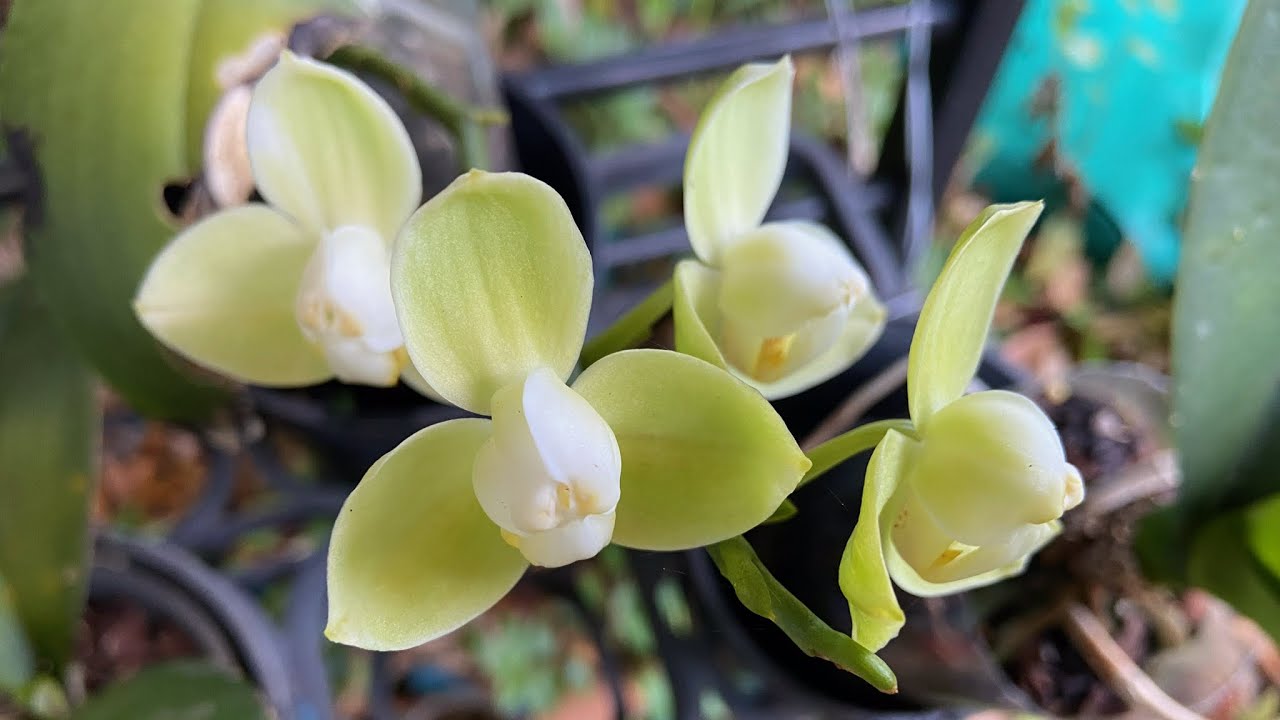 2451 這是什麼蝴蝶蘭my peloric phalaenopsis orchid - YouTube