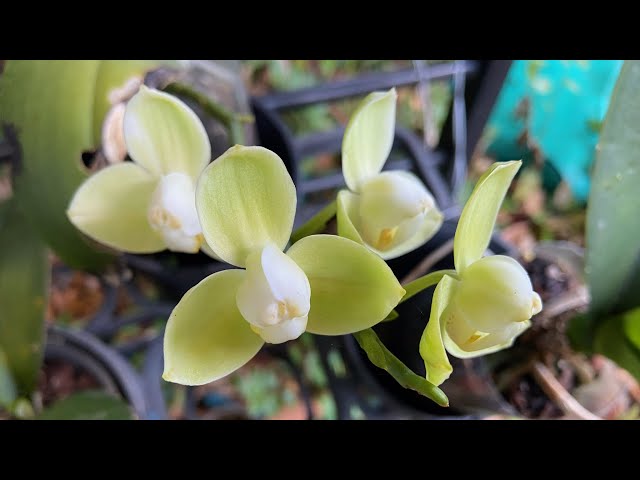 2451 這是什麼蝴蝶蘭my peloric phalaenopsis orchid - YouTube