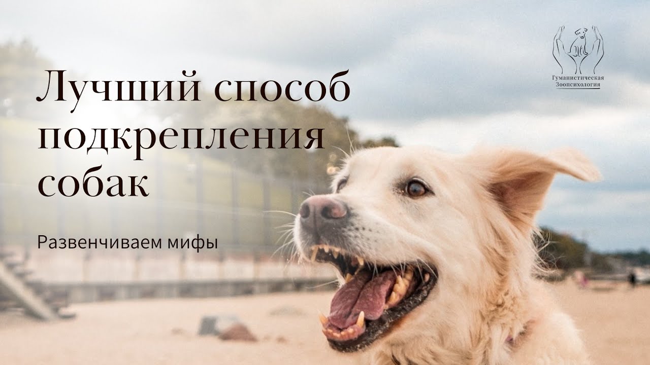 Социальное подкрепление собаки