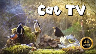 Cat TV for Cats to Watch 🐈 - SPRING SESSION -🐦‍⬛(4K) by Birdies Buddies 5,242 views 4 weeks ago 10 hours, 11 minutes