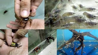 Aquarium Shrimps, Crabs & Lobsters at A Mart Aquatic World