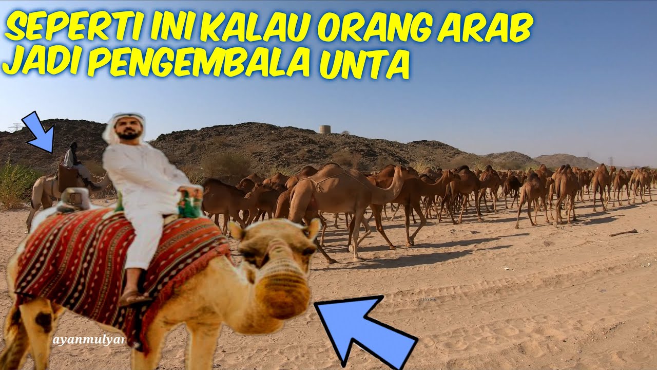 NAH SEPERTI INI CARA ORANG ARAB MENGEMBALA RATUSAN UNTA 