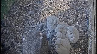 UW Oshkosh Peregrine Falcon Sokoły wędrowne Karmienie pięcioraczków13/05/2024