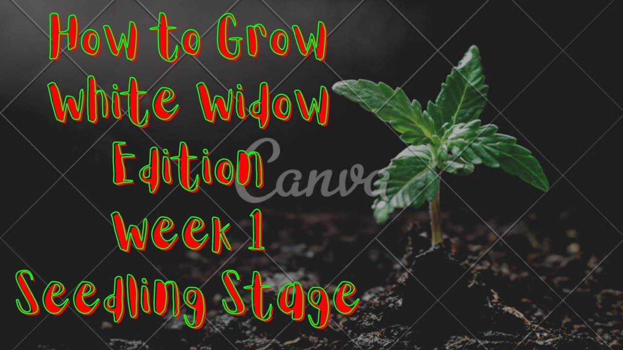 How to Grow Cannabis| White Widow Edition| Betty's Seedling Stage