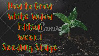 How to Grow Cannabis| White Widow Edition| Betty's Seedling Stage