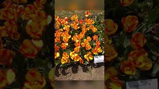 Tulips in Goenningen #reutlingen #tulips #goenningen #tulpen